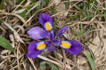 Dwarfe iris